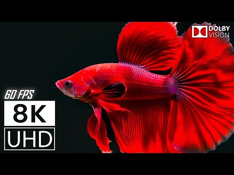 12K HDR 60FPS DOLBY VISION - COLORFUL WORLD - TRUE CINEMATIC