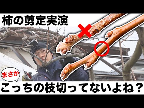 庭のカキの剪定のやり方実演講座【ならない枝を残してませんか？】