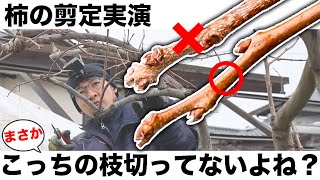 庭のカキの剪定のやり方実演講座【ならない枝を残してませんか？】