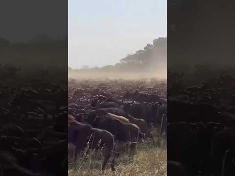 The Great Migration is truly a sight to behold. Who’s adding this to their bucket list? #wildlife