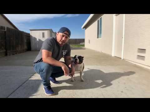 American Bully: learning how to Stack and Handle