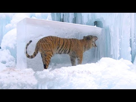 15 Animals That Were Frozen in Ice