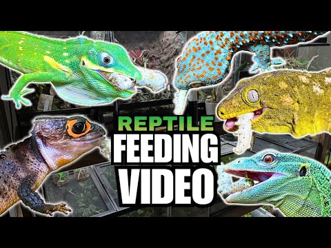 FEEDING MY PET REPTILES 38 SILKWORMS! LIZARDS, TURTLES, FROGS AND MORE! SILKWORM FEEDING VIDEO