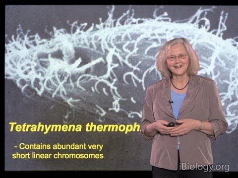 Elizabeth Blackburn (UCSF): Discovery of Telomeric DNA and Telomerase