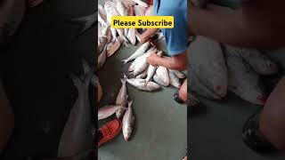 Ilish mach at diamond harbour #ilish #hilsa #ilishmach #fishcutting #fishing #fishingvideo #fish