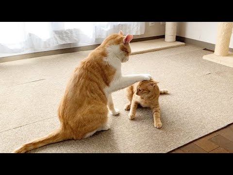 暴れる子猫を抑える先住猫