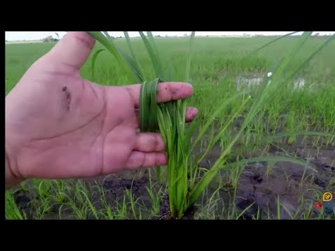 weed control in rice, New keys and New types of control.