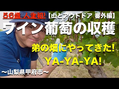 【Vlog番外編】人生初のワイン葡萄（シャルドネ）収穫！登山シーンは無しですが...見てね。