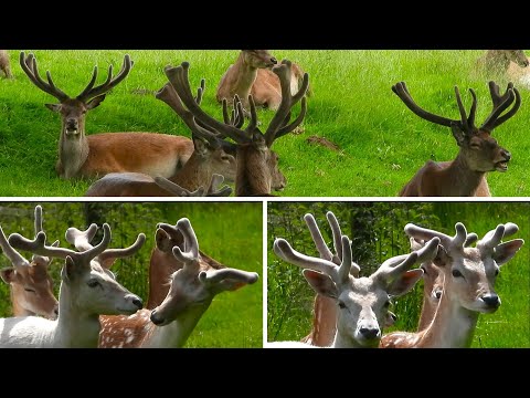 White FALLOW Buck & RED DEER Stags 👀 Antlers in VELVET