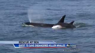 VIDEO: Family of Endangered Killer Whales at Sea