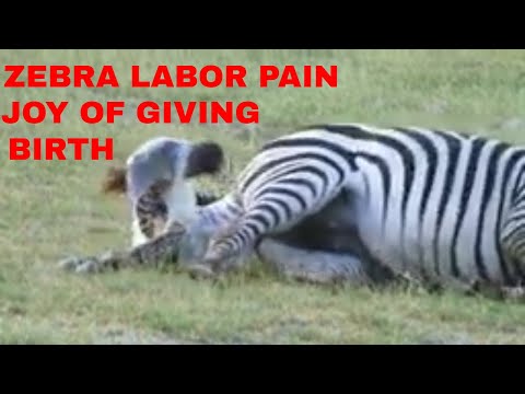 Zebra Labor Pain And Joy Of Giving Birth/Animal Giving Birth, 2022