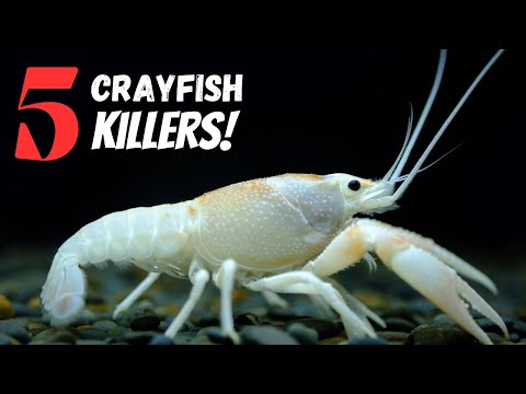 Top 5 Reasons Why Pet Crayfish Die