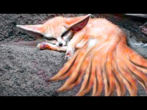 15 Foxes You Won’t Believe Actually Exist