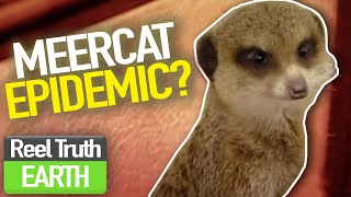 Meercat EPIDEMIC? | Animal Park | Zoo Documentary | Reel Truth Earth