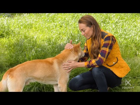 Get to Know a Dingo! | Stream Travels with Didiayer on JOURNY