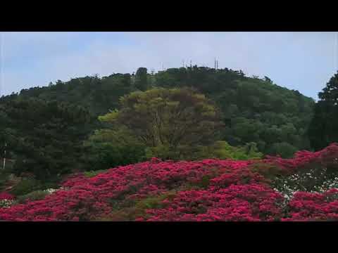 伊東小室山ツツジ園