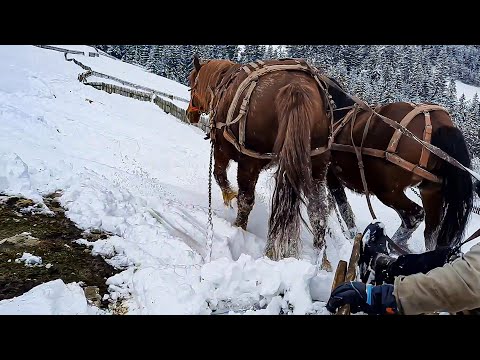 Punem caii la treaba! Continuam transportatul traverselor pentru garduri