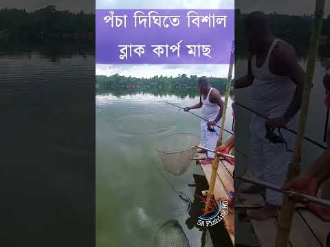 বিশাল ব্লাক কার্প মাছ শিকার । Hook Fishing | Black Carp Fishing| Ep:92 | #fishingshorts