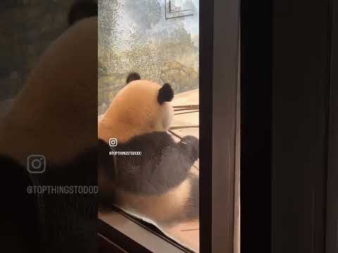 Saying goodbye to the Giant Pandas at the National Zoo as they head to China by early December!