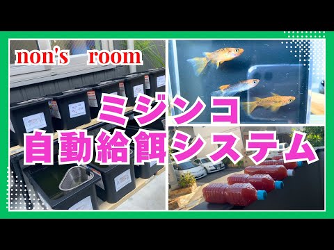 【メダカ】ミジンコ自動給餌システムinのんHOUSE！