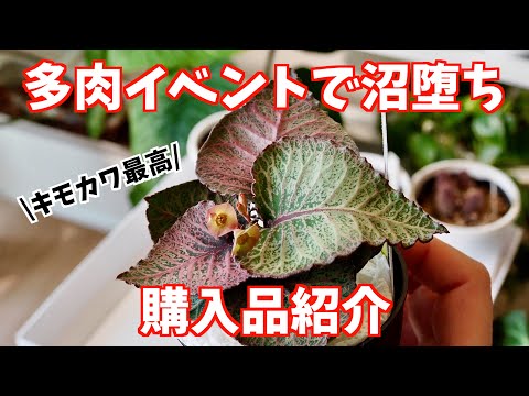 【植物イベント】多肉植物ビッグバザール｜購入品紹介｜五反田TOCビル