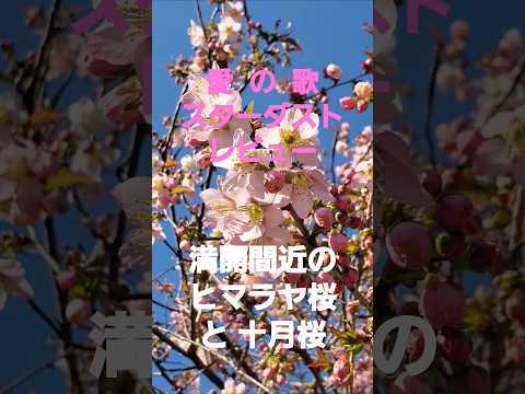 愛の歌(スターダストレビュー)から満開間近のヒマラヤ桜と十月桜2024 #music #flowers #冬桜 #スターダストレビュー #song #osaka #ヒマラヤ桜 #十月桜