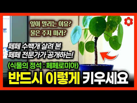 [식물의 정석🌿] 전문가의 경험을 공짜로 드립니다, 그냥 이것만 해주세요ㅣ🪴실내식물 문제와 해결 방법 3가지ㅣ🌟절대 안죽는 "필레아페페" 페페로미아 만들기🌟ㅣep.2