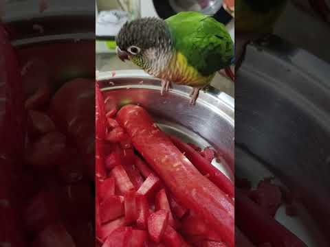 Carrot day #youtubeshorts #shortsvideo #carrot #parrotfood #funny #conure #pets #sweet #healthyfood