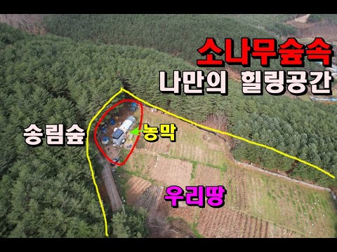 (정선북평면)소나무숲속 나만의 힐링공간/뷰~가 시원한 남향땅/농막포함완경사토질좋은땅/정선부동산매매/정선토지/정선북평면토지