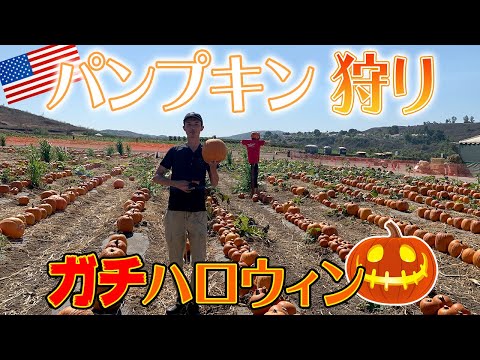 本場のハロウィンは、かぼちゃを「狩る」ことから。パンプキンパッチ［アメリカ生活］