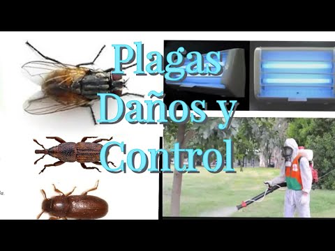 Plagas Agrícolas  Daños y Diferentes Tipos de Control y Otros.