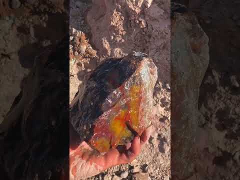 This was found legally right next to the Petrified Park in Arizona!