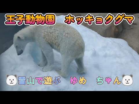 王子動物園のホッキョクグマ（polar bear）🐻‍❄️雪山で遊ぶ　ゆめ　ちゃん🐻‍❄️（Oji Zoo in Kobe city Japan）