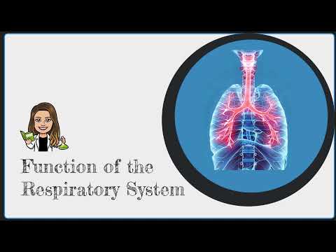 What is the Function of the Respiratory System?