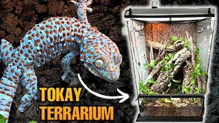 UPGRADING MY TOKAY GECKO TERRARIUM + EXO TERRA MONSOON MULTI II ONE YEAR REVIEW!