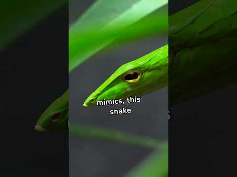 The Green Vine Snake: Master of Disguise in the Animal Kingdom