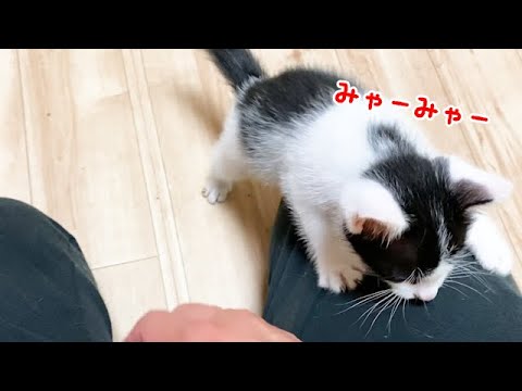 ケージから出すとすぐに甘えてくる子猫