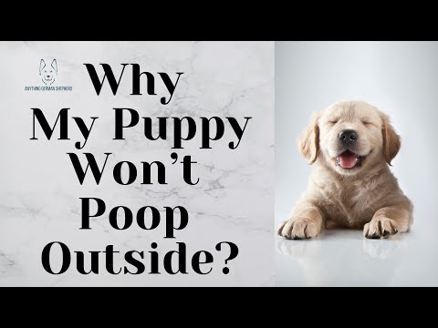 Why My Puppy Won't Poop Outside?