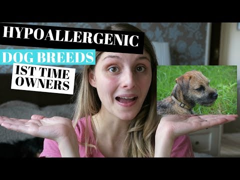 HYPOALLERGENIC DOGS BREEDS - FOR FIRST TIME OWNERS