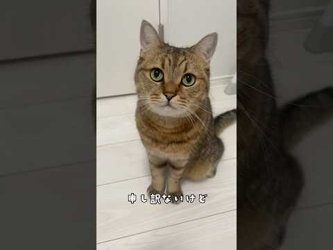 あまりにも食レポが完璧すぎる猫ww #shorts