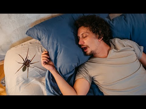 Do We Really Swallow Spiders in Our Sleep? | Encyclopaedia Britannica