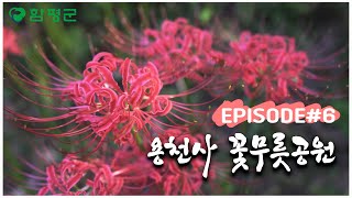 EPISODE 6 용천사꽃무릇공원