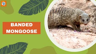 BANDED MONGOOSE | A Social and Fearless African Carnivore