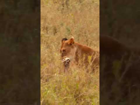 Successful Hunt? #animals #lion #shorts #hunting #predator