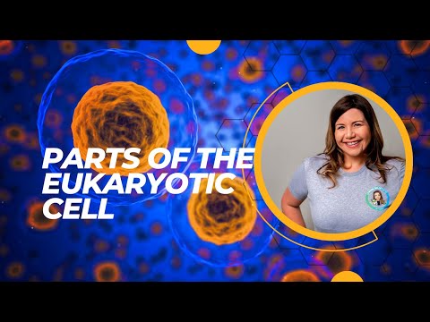 The Parts of the Eukaryotic Cell