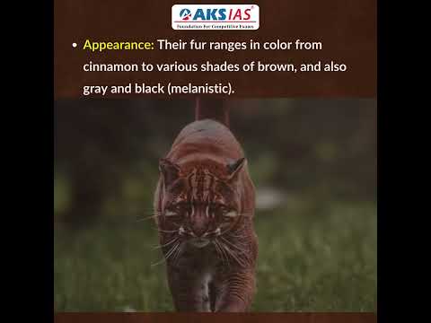 Asiatic Golden Cat #aksias #upsc #currentaffairs #AsiaticGoldenCat #ManasNationalPark #polygynous