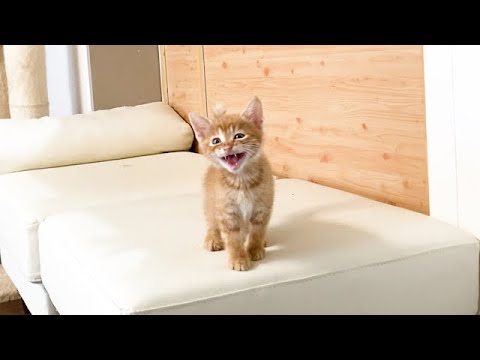 初めてのリビングに大興奮する子猫