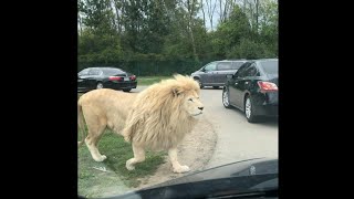 Huge White Lion on the road at African lion Safari park