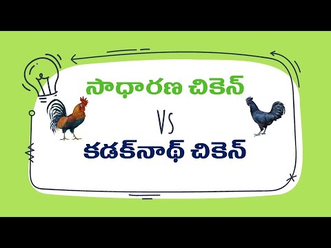 Normal Chicken Vs Kadaknath Chicken