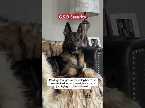 G.S.D SECURITY #sadiethesableshepherd